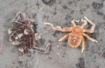 Media type: image;   Invertebrate Zoology 128904